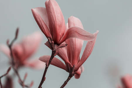 Spring background. Magnolia flowers are in bloom under the blue sky.