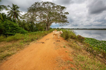 Cow on rural road in Sri Lankaの写真素材