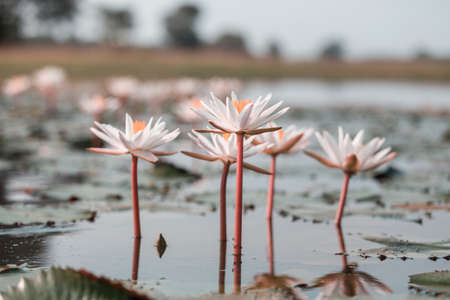 Lotus in the tropical pondの写真素材