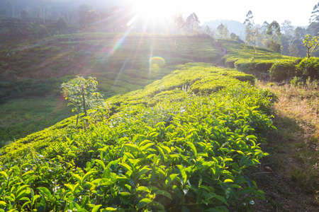 Green natural landscapes_tea plantation on Sri Lankaの写真素材