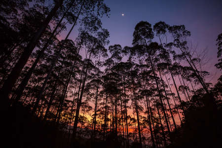 Eucalyptus tree forest at the sunset