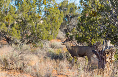 Deer in the beautiful autumn forest. Wildlife sceneの写真素材