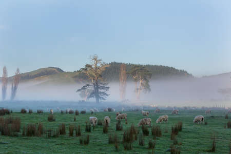 Sheeps  in green summer  mountainsの写真素材