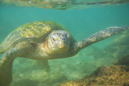 Giant sea turtle underwater in oceanの写真素材