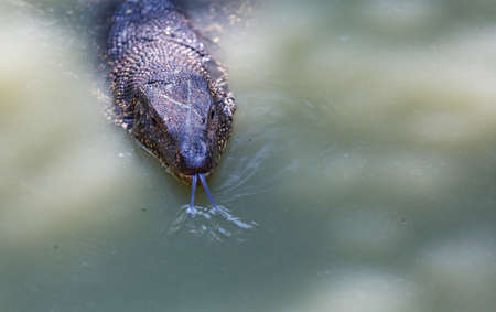 Wild varan in the road on Sri Lankaの写真素材