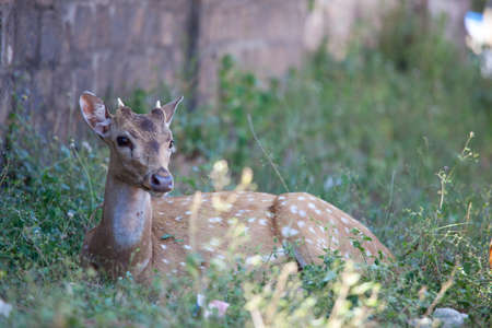 Wild Spotted deers going along river, Washington state, USAの写真素材