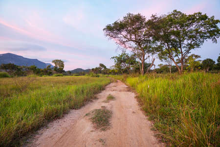 A country road at the edge of the forest in the fogの写真素材