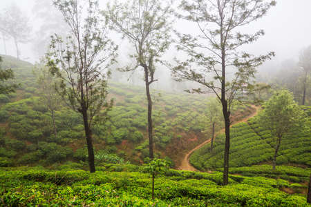 Green natural landscapes_tea plantation on Sri Lanka