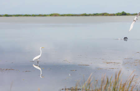 Heron in Everglades NP, Floridaの写真素材