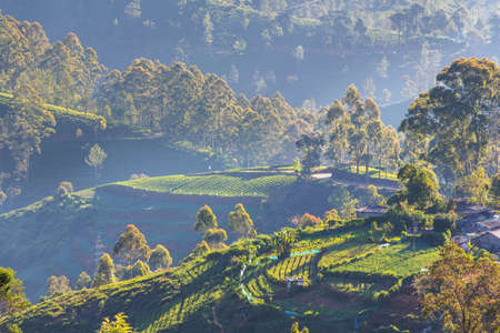 Cultivated hillside  vegetable plantations on Sri Lanka. Beautiful rural landscapes