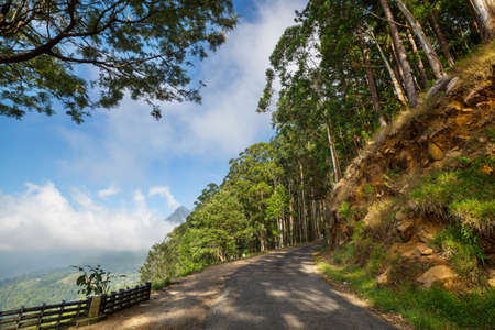Tuk tuk driving on a road between green trees in Sri Lanka forestの写真素材