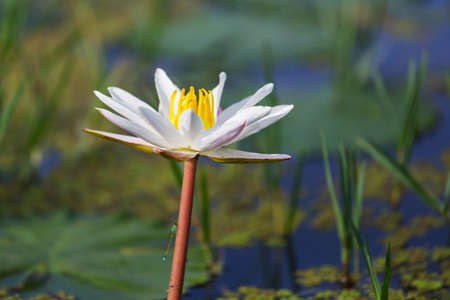 Lotus in the tropical pondの写真素材