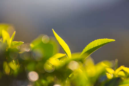 Green natural landscapes_tea plantation on Sri Lanka