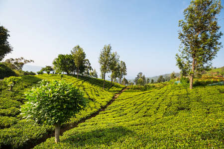 Green natural landscapes_tea plantation on Sri Lankaの写真素材