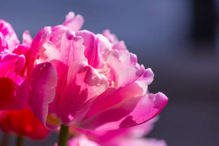 Group of colorful tulip in spring garden.  Bright colorful tulip photo background. Amazing spring...
