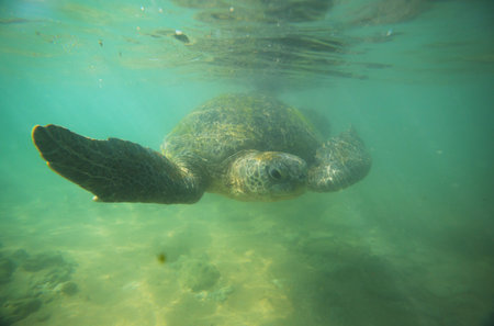 Giant sea turtle underwater in oceanの写真素材