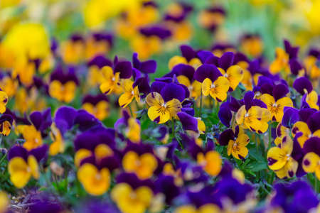 Beautiful  spring flowers in the garden. Seasonal Natural background.の写真素材