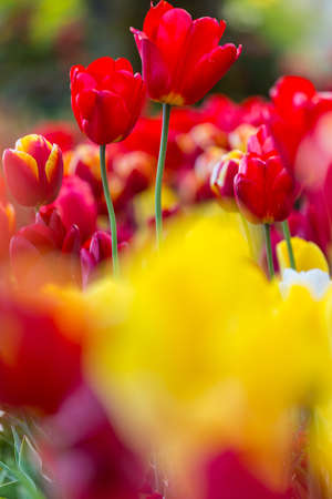 Spring flower field. Beautiful spring background. Tulips in spring garden. Farming and gardening theme.の写真素材