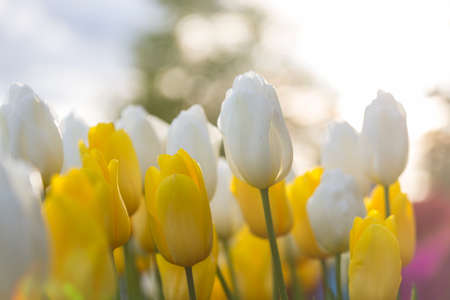 Spring flower field. Beautiful spring background. Tulips in spring garden. Farming and gardening...