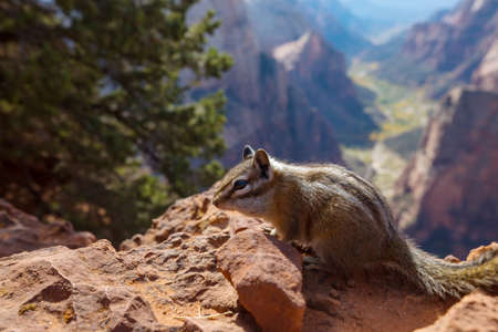 American chipmunk in summer forestの写真素材