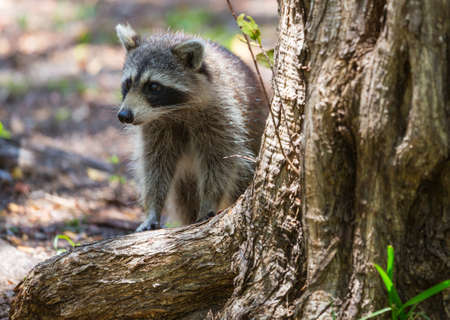 Raccoon in the summer forestの写真素材