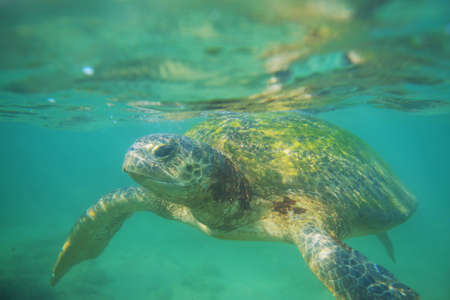 Giant sea turtle underwater in oceanの写真素材