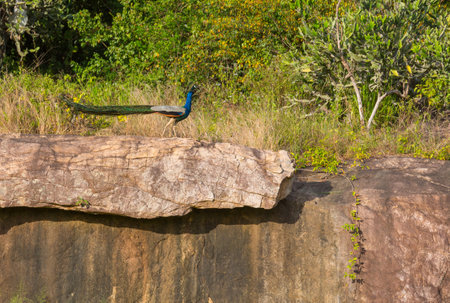 Wild peacock in Sri Lanka fieldsの写真素材