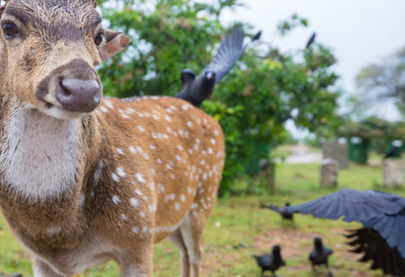 Wild Spotted deers going along river, Washington state, USAの写真素材