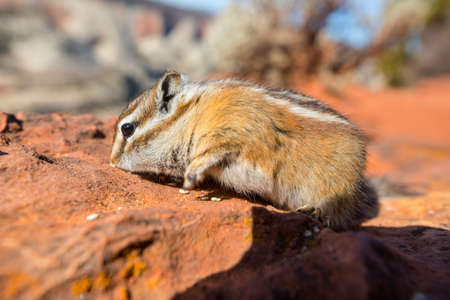 American chipmunk in summer forest