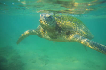 Giant sea turtle underwater in oceanの写真素材