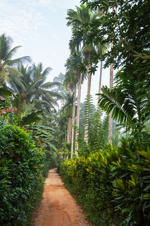 concrete bridge in the green forestの写真素材
