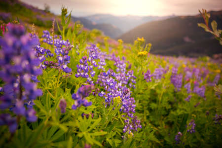 Mountain meadow in sunny day. Natural summer landscape.