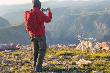 Wild mountain goat in Rocky mountains