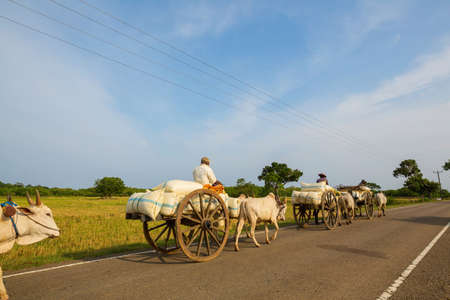 Traditional ox cart on the countryside road, Sri Lankaの写真素材