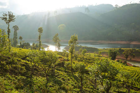 Green natural landscapes_tea plantation on Sri Lankaの写真素材