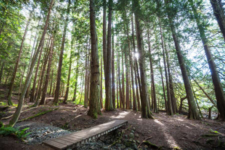 Pathway  in the sequoia forest