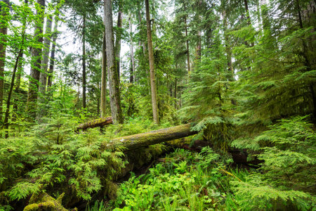 Fabulous rain forest. Trees covered with thick layer of moss.の写真素材