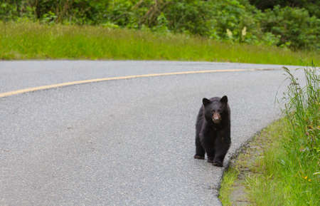 Black bear in the forest, Canada, summer seasonの写真素材