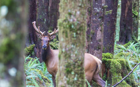 Mountain Bull Elk in autumn forest, Colorado, USA
