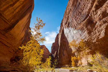 Autumn season in Utah mountains, USAの写真素材