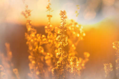 Colorful  autumn meadow in mountains. Natural background.の写真素材