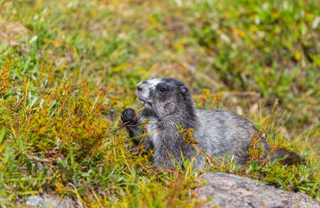 Marmots on meadow in summer mountains, wild nature in North Americaの写真素材