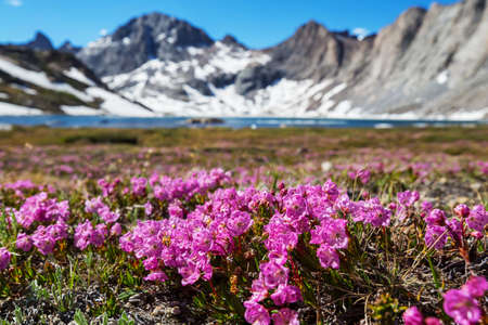 Mountain meadow in sunny day. Natural summer landscape.の写真素材
