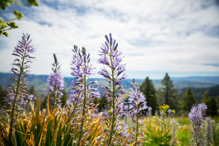 Beautiful wildflowers on a green meadow in summer season. Natural background.の写真素材