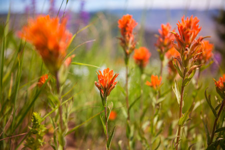 Beautiful wildflowers on a green meadow in summer season. Natural background.の写真素材