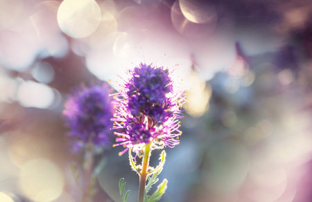 Beautiful wildflowers on a green meadow in summer season. Natural background.