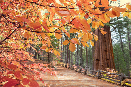 Autumn scene in yellow tones. Fall background.