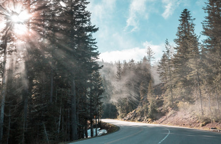 Sunny beams in forest at sunriseの写真素材