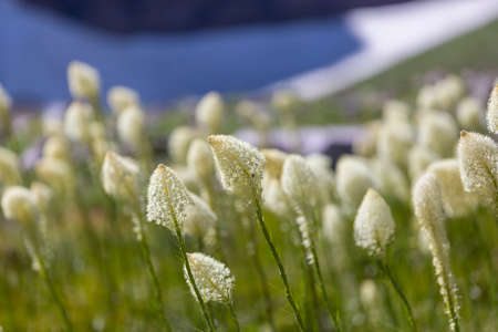 Mountain meadow in sunny day. Natural summer landscape.