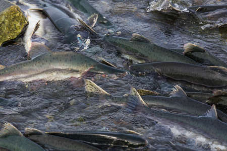 salmon spawning in Alaska river